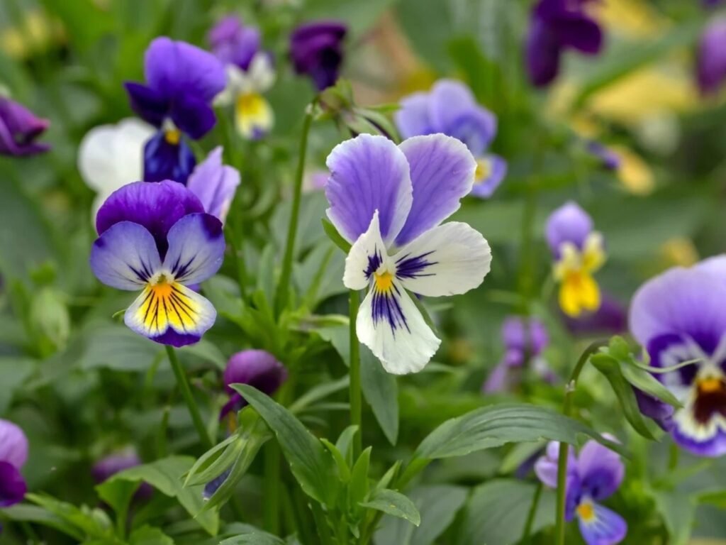 Resiste las heladas y llena de color el jardín: la planta ideal para sembrar en invierno