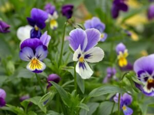 Resiste las heladas y llena de color el jardín: la planta ideal para sembrar en invierno