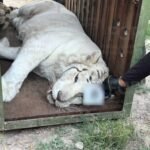 Tigres de Bengala, 32 caballos, ponys, y hasta un burro fueron rescatados de un rancho mexicano: las excentricidades de un capo narco
