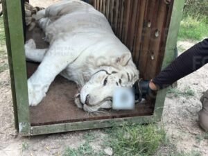 Tigres de Bengala, 32 caballos, ponys, y hasta un burro fueron rescatados de un rancho mexicano: las excentricidades de un capo narco