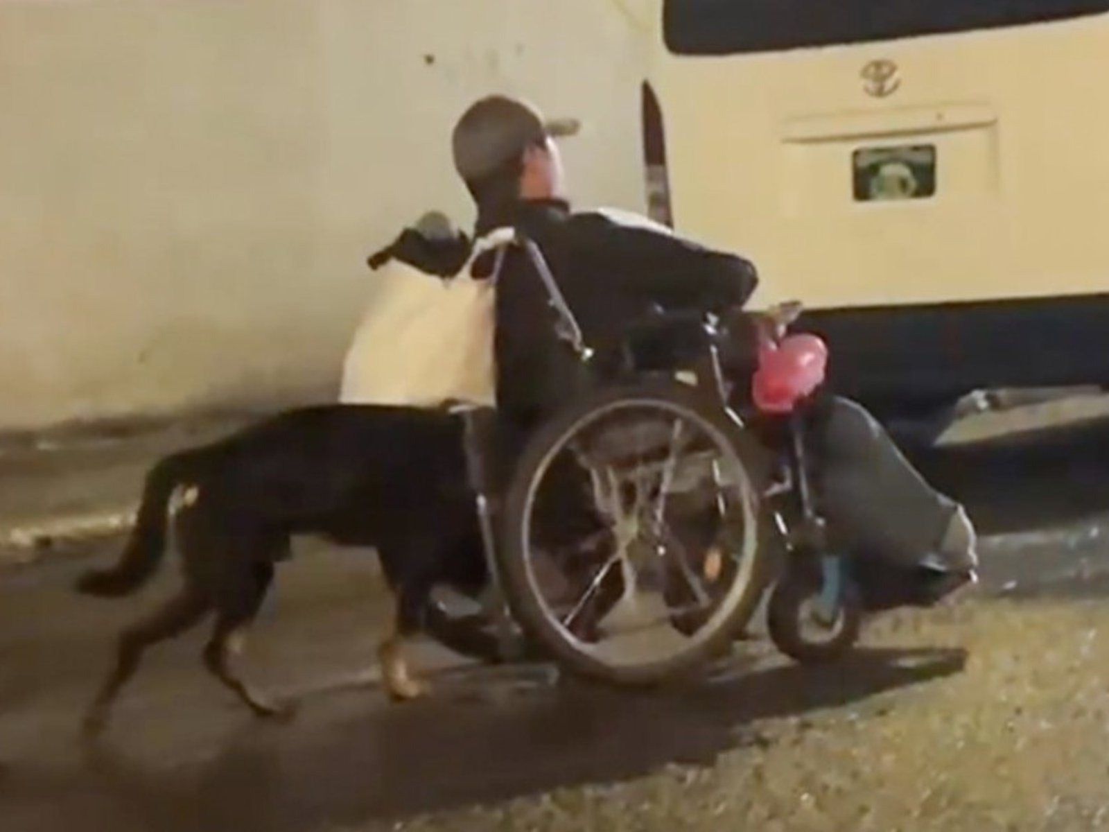 El maravilloso gesto de un perro con su dueño discapacitado