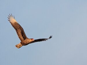 Buenos Aires a vuelo de pájaro: ¿por qué en la Ciudad hay cada vez más caranchos y menos gorriones?