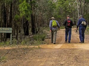 Compraron 3.500 acres para salvar el hábitat de los koalas: plantaron 44.000 árboles de eucalipto y 30 años después el refugio sigue creciendo como área protegida para más animales