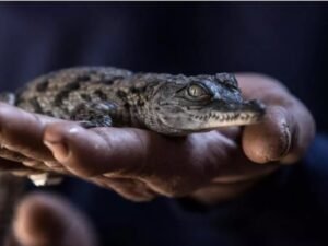 Debido a las sucesivas olas de calor nacieron al mismo tiempo diez cocodrilos del Nilo