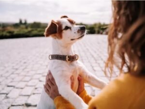 Descubren que los perros pueden distinguir entre el miedo y la tristeza en los rostros humanos