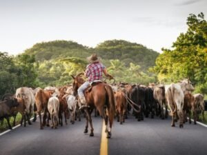 La Corte Suprema falló y no hay vuelta atrás: ahora quedan anulados algunos permisos estatales para mover y exportar ganado en México