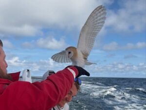 Milagro en el mar: la tripulación de un velero rescató a una lechuza que volaba exhausta y perdida a más de 100 kilómetros de la costa