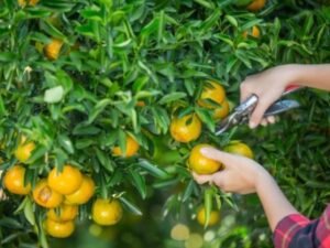 Un hombre retira 12 árboles frutales de su propiedad y los vecinos protestan porque quieren recoger la fruta: “El jardín se ha convertido en un huerto vecinal”