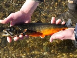 En 2001, California comenzó a eliminar las truchas no autóctonas de sus lagos; para 2011, se habían retirado casi 44.000 peces de 19 cuerpos de agua, mientras que la población de ranas en tres lagunas en restauración aumentó de aproximadamente 190 a más de 18.800“