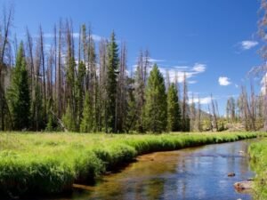 Hasta 1968 introdujeron 20 millones de peces en aguas de un Parque Nacional; casi 60 años después trataron de eliminar las especies no nativas para recuperar la trucha degollada de lomo verde, en peligro de extinción