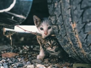 Las gestoras felinas se organizan para pasar del voluntariado a ser parte de la responsabilidad pública: “Los gatos callejeros tienen ley”