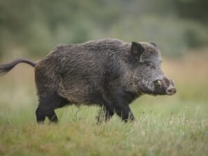 Río Negro avanza con una nueva Ley de Carnes y abre una discusión por el manejo del jabalí y la fauna silvestre