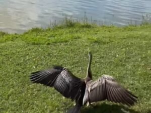 Una aninga australiana rehabilitada volvió a vivir en libertad tras haber sido víctima de un preocupante incidente con un hilo de pesca: “Tenía el pico enredado con un sedal y fue hallada colgando de un árbol”